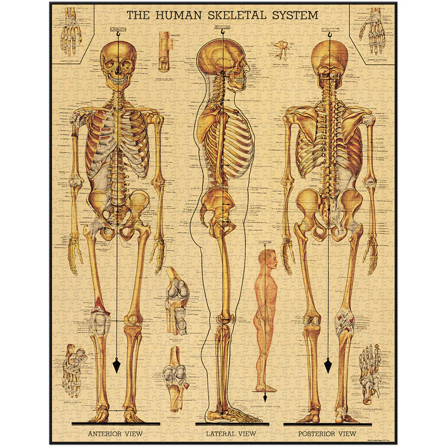 Skeletal System | 1,000 Piece Jigsaw Puzzle