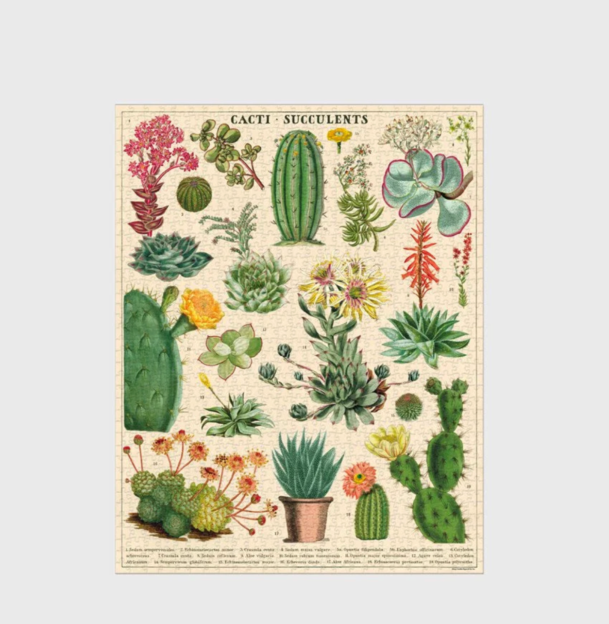 Cacti & Succulents | 1,000 Piece Jigsaw Puzzle
