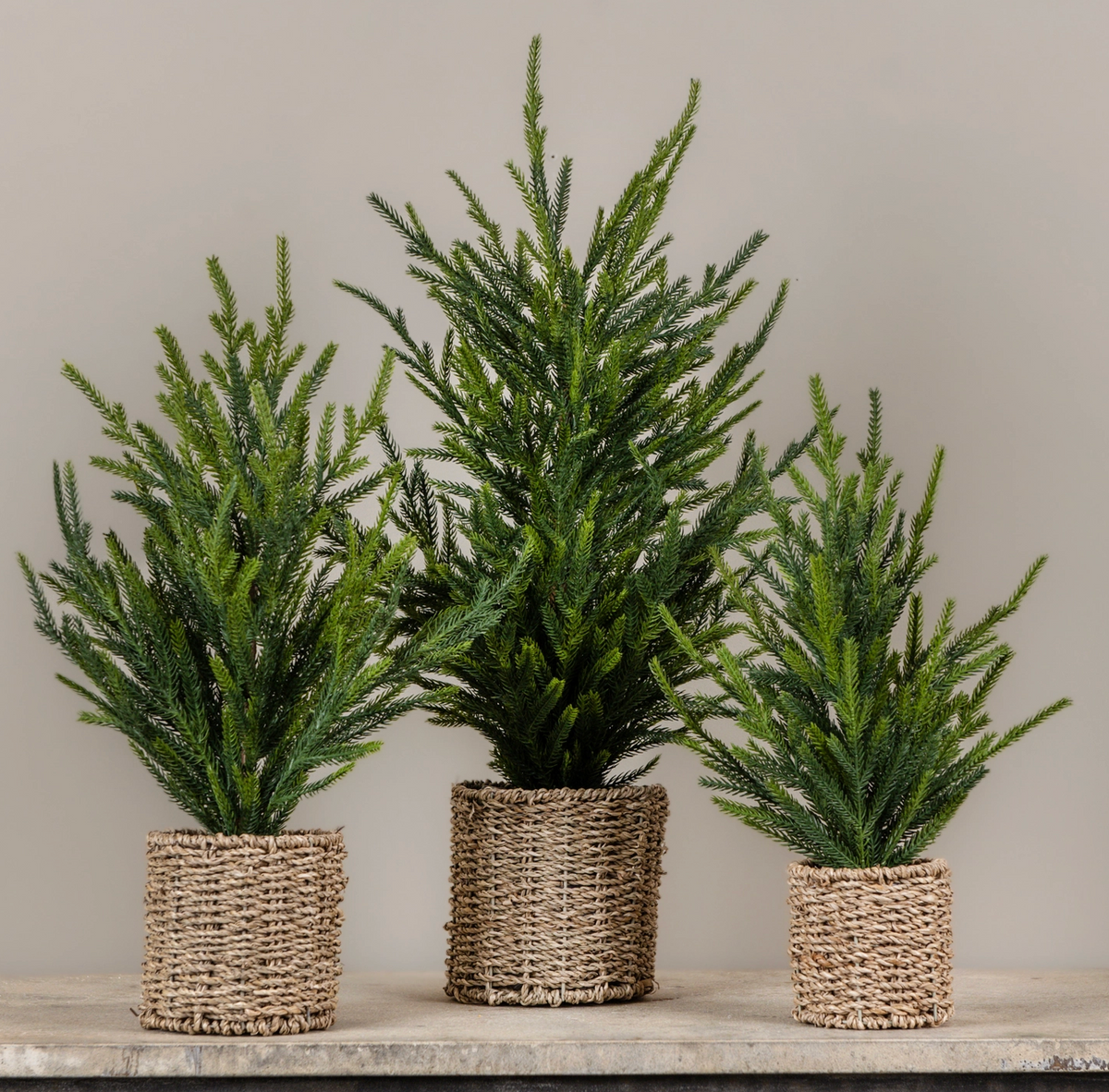 Austrian Pine Tree in Basket