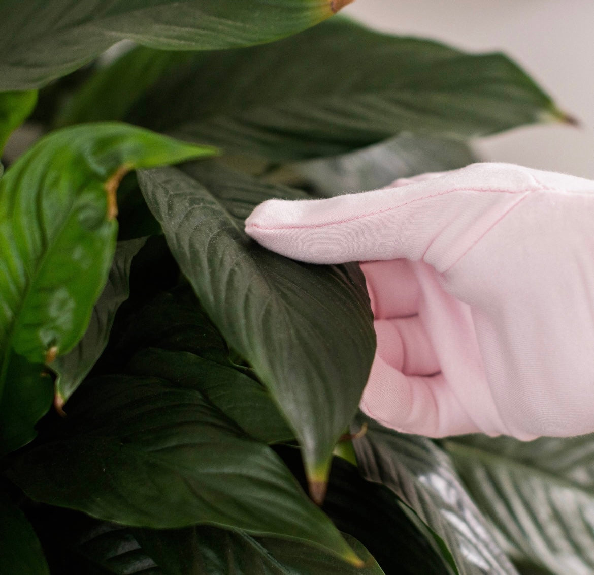Houseplant Duster Gloves